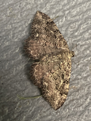 Rheumaptera meadii