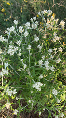 Pseudognaphalium obtusifolium