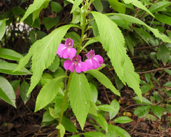 Impatiens balsamina
