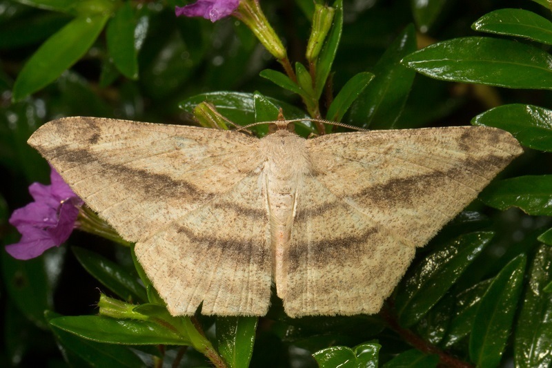 Probithia