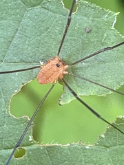 Leiobunum politum