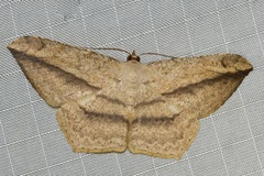 Probithia exclusa