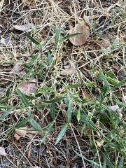 Epilobium tetragonum