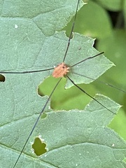 Leiobunum politum