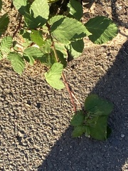 Rubus armeniacus