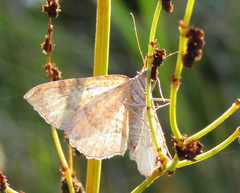 Camptogramma bilineata