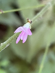 Hylodesmum glutinosum