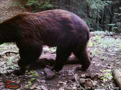 Ursus americanus machetes