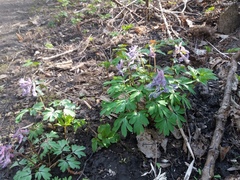 Corydalis solida
