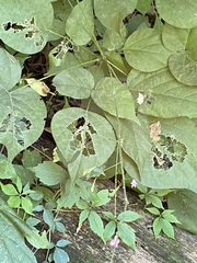 Hylodesmum glutinosum