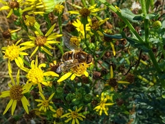 Eristalis nemorum