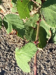 Rubus armeniacus