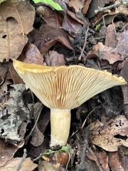 Lactarius