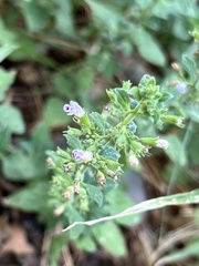 Clinopodium nepeta