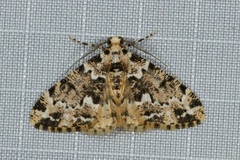 Prochasma dentilinea