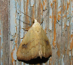 Rivula sericealis