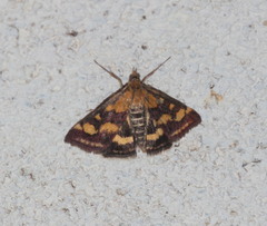 Pyrausta purpuralis