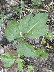 Cryptotaenia canadensis