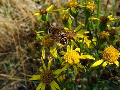 Eristalis nemorum