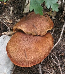 Suillus lakei