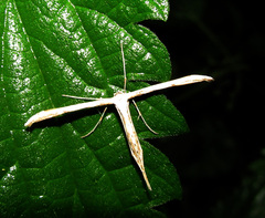 Emmelina