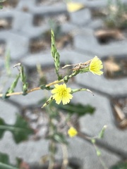 Lactuca serriola