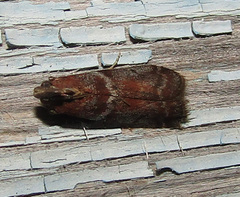 Laodamia faecella