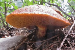 Suillus lakei