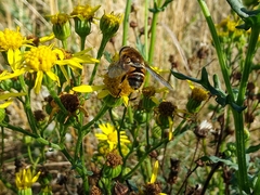 Eristalis nemorum