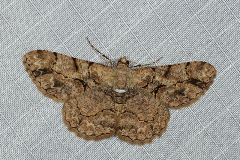 Psilalcis bisinuata