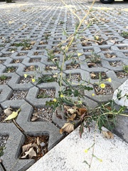 Lactuca serriola