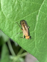 Tetanocera