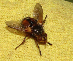 Tachina fera