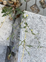 Lactuca serriola