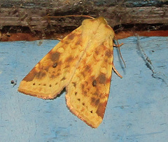 Xanthia icteritia