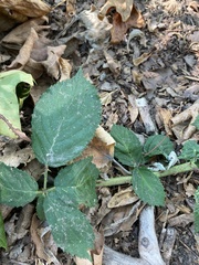 Rubus bifrons
