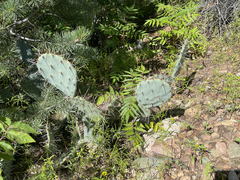 Opuntia
