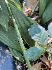Rubus bifrons