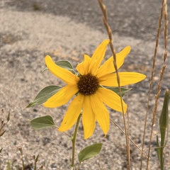 Helianthus petiolaris