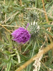 Cirsium vulgare