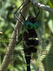 Macromia