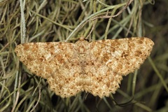 Racotis boarmiaria