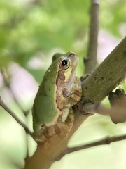 Hyla japonica