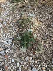 Daucus carota