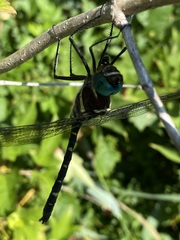 Macromia
