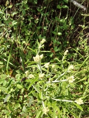 Pseudognaphalium obtusifolium