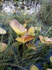Calla palustris