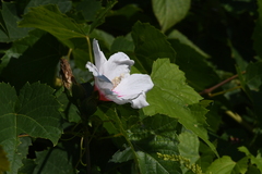 Hibiscus moscheutos