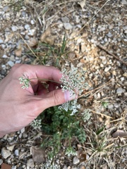 Daucus carota