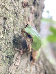 Hyla japonica